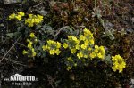 Alyssum montanum subsp. montanum