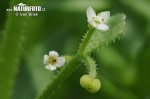 Amor de hortelano - Apelagos - Galio con tres flores - Galium pequeño