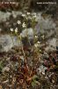 Androsace septentrionalis