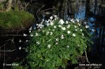 Anemone nemorosa