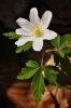 Anemone nemorosa