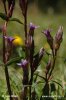 Ängsgentiana