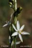 Anthericum liliago