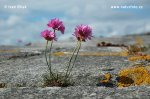 Armeria maritima