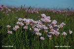 Armeria maritima