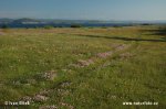 Armeria maritima