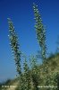 Artemisia pontica