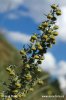 Artemisia pontica