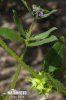 Asperugo procumbens