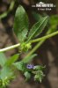 Asperugo procumbens