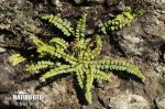 Asplenium adulterinum