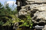 Asplenium cuneifolium