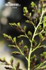 Asplenium cuneifolium