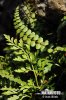 Asplenium cuneifolium