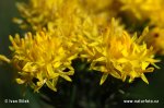 Aster à feuilles d'Osyris