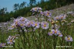 Aster amellus