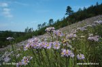 Aster amellus