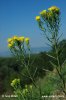 Aster linosyris