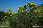 Aster linosyris