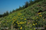 Aster linosyris