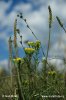 Aster linosyris