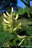 Astragalus glycyphyllos