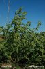 Atriplex sagittata