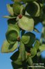 Atriplex sagittata