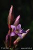 Autumn Gentian