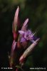 Autumn Gentian