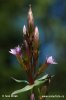 Autumn Gentian