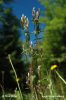 Autumn Gentian