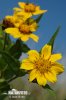 Bidens cernua