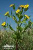 Bidens cernua