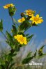 Bidens cernua