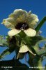 Black Henbane