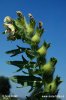 Black Henbane