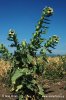 Black Henbane