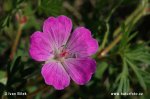 Bloody Cranesbill