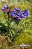 Blue Cowslip Lungwort