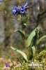 Blue Cowslip Lungwort