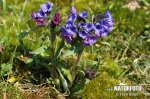 Blue Cowslip Lungwort