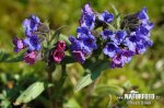 Blue Cowslip Lungwort