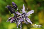 Blue Marsh Felwort