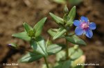 Blue Pimpernel