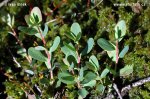 Bog Bilberry