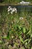 Bogbean