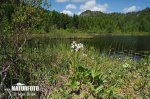 Bogbean