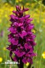 Brede Orchis