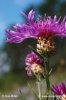 Brown Knapweed